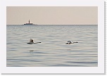 3 migration 8264 * 900 x 600 * (245KB)